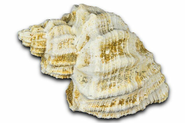 Miocene Fossil Nutmeg Snail (Trigonostoma) Shell - France #365473